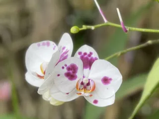 New Orleans Botanical Garden