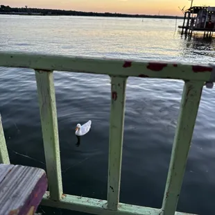 This is a shot off the patio from our table. We had a couple of vocal locals visit. You can tell they know where to go for snacks!