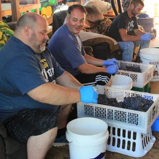 Destemming Cabernet Grapes by hand, which is a long process but results in better quality.