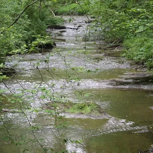 Creek your pet can play in.