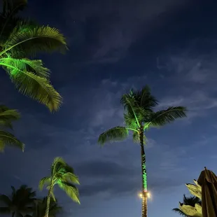 Lit up palm trees, so beautiful!