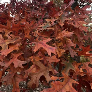 Fall foliage 10/25/2022