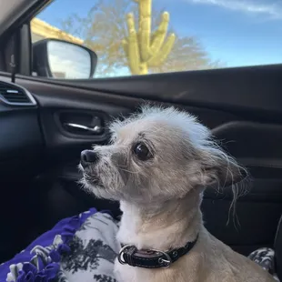 Frenchfry with her new cut!