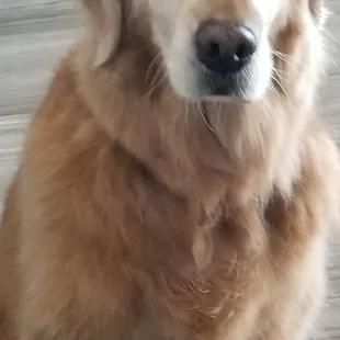 Best Groomers!