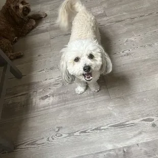 My dog Lucky at Cathy's house