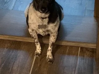 Dawg House Day Care & Boarding