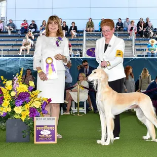 Aurora's Salukis
Best of Breed
WESTMINSTER KENNEL CLUB 2023