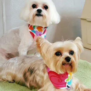 Lisa and Tim Murphy. " Bella and Abby"