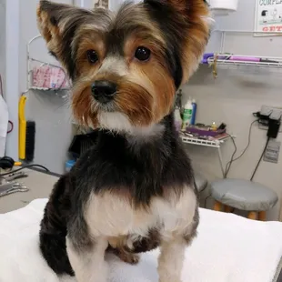 Best groomer in town!