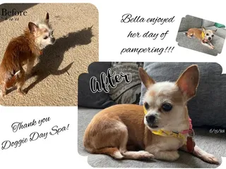Doggie Day Spa