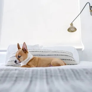 Little more room in the suite with rooftop window that has remote.