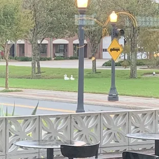 Duck day in Lakeland.