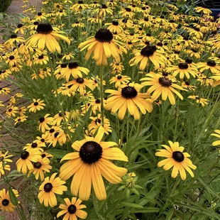 Flowers in front of the restaurant