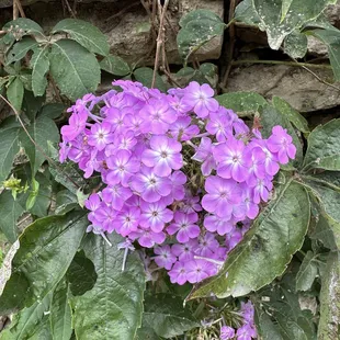 Outdoor flowers