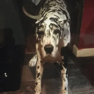 a dalmatian dog