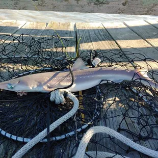 Baby shark