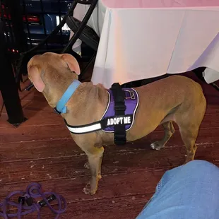 a dog wearing a service dog vest