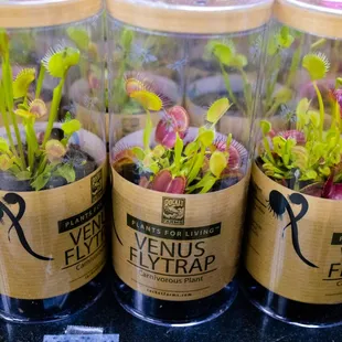 advertised on the window - carnivorous plants!