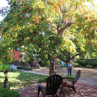 A persimmon donation project starts with a loaded tree. My wife Martha, co-picker, shown, under the tree of donor Janice, of MV CA