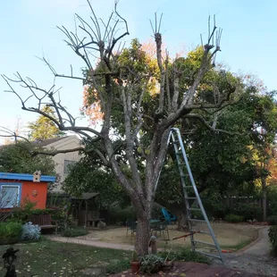 A fully stripped, pruned tree is a work of art.  Next we box the fruit and take it to Second Harvest Food Pantry.