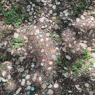 a lot of rocks and grass