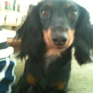 Roxy D.