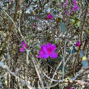 a purple flower in a bush
