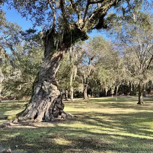 a large tree in a park