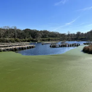 a view of a swampy area