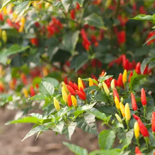 TABASCO Pepper Fields