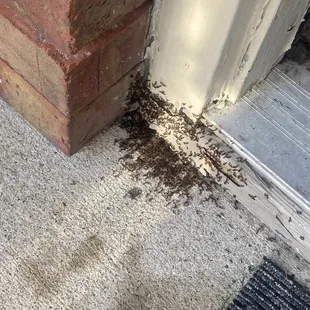 This is the pest control he pays for right LOL