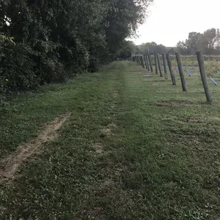 Walkway next to vineyard