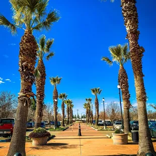 a street lined with palm trees