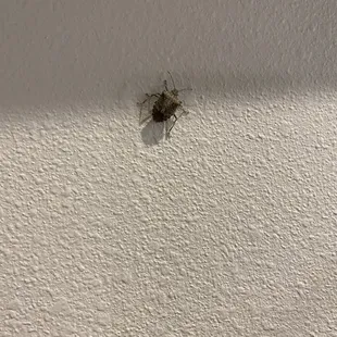 Bug crawling up the wall