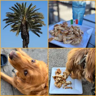 Happy National Love Your Pet Day! Sidney requested lunch here!