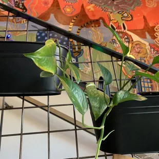 a potted plant on the stairs