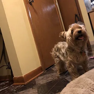 Itsa dog yo