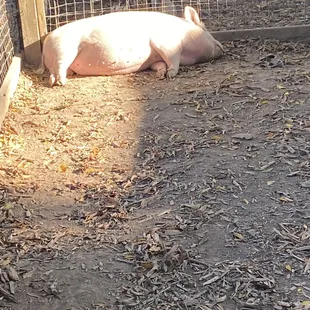 Sleeping pig lol