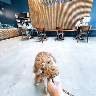 Inside with a pup cup!