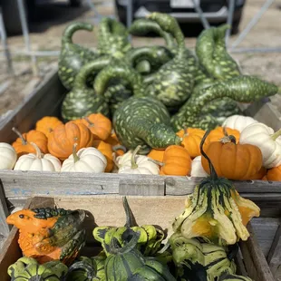 Gourds n pumpkin