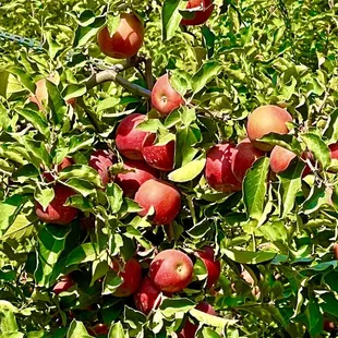 Apple Tree