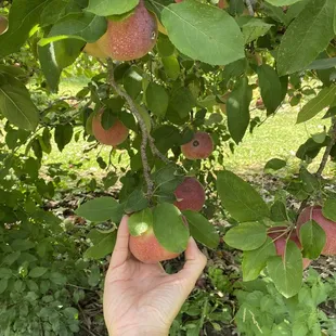 Small but pretty tasty