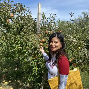 Apple picking