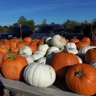 Pumpkins and gourds for sale