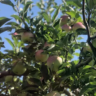apples growing on a tree