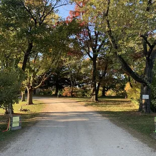 a gravel road with trees lining both sides