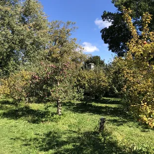 apple trees in the orchard