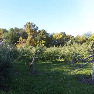 Apple orchard
