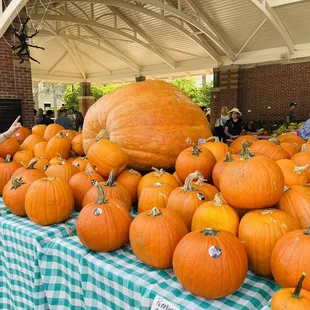 a table full of pumpkins