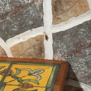 Roach crawling up wall